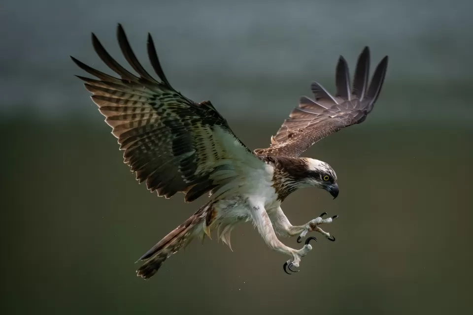 A brown-and-white bird of prey with spread wings is about to grab prey with its extended talons.